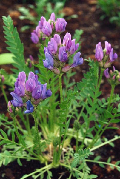 Oxytropis borealis var viscida en fleurs dans les pelouses alpines des Rocheuses septentrionales